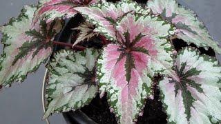 Begonia Rex - Fancy-leaf Begonia