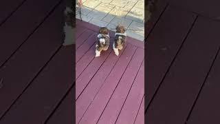 Best funny video #shorts #fails #funny