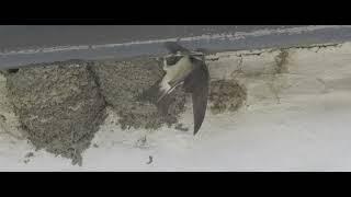 House martins feeding at Dale Head in the Duddon Valley.