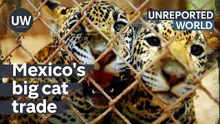 Mexico's Exotic Pet Trade | Unreported World