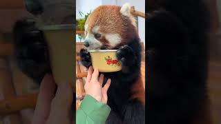 Can you share some of such a big pot of porridge with me?#fy #cute #adorable #redpanda #Iove