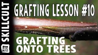 Grafting Lesson #10, Grafting Onto Established Trees, Frameworking and Topworking,