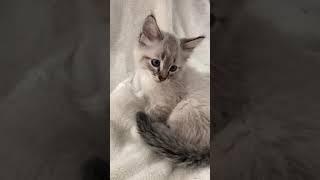 Huckleberry the Ragdoll kitten