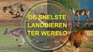 De snelste landdieren ter wereld | The fastest land animals in the world