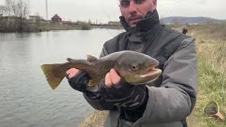 Big brown trout fishing & fly fishing on river Ogosta,Bulgaria.