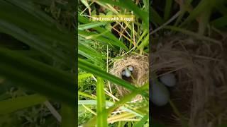  "Nature’s Miracle: A Bird’s Nest with 4 Precious Eggs 🪺 (Must Watch!)"#part 1