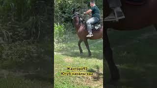 #kyrgyzstan #horse