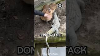 Why Predators DON'T EAT Capybaras!
