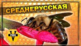 СРЕДНЕРУССКАЯ ПЧЕЛА. Какая она? Стоит ли заводить новичку?