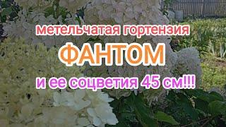 45 см!!! Бомбические соцветия гортензии ФАНТОМ это просто️