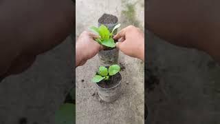 Planting mustard greens in old bottles