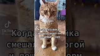 Хозяйка и кот, ТикТок, TikTok, лучшее2021