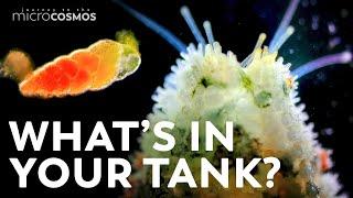 The Secret Things Living in Your Aquarium