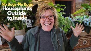 How to bring your house plants inside for winter