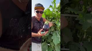Maximizing crop yields by vertical farming on aeroponics towers #farming #gardening #agriculture