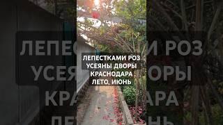 Улочки города на закате. Лето, июнь, цветут розы #лето #закат #розы #roses #sunset #закатырассветы