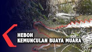 Warga Pangkalpinang Dihebohkan Dengan Kemunculan Buaya Muara