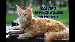 КОШКИ МЕЙН КУН - ВСЕ О ПОРОДЕ  ЗАБАВНЫЕ ФАКТЫ О МЕЙН КУНАХ / БОЛЬШИЕ КОТЫ MAIN COON CATS