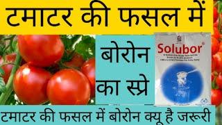 टमाटर में बोरोन #tamatar ki fasal me boron ka spre#tamatar ki fasal #टमाटर की खेती