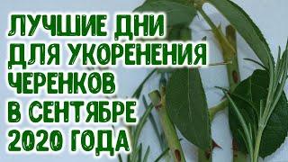 Лучшие дни для нарезки черенков и укоренения черенков в сентябре 2020 года Агрогороскоп, агропрогноз