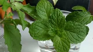 plant care #25 | propagate mint plant in water & soil | biosphereflora.