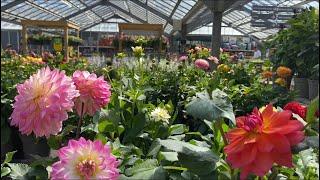 Георгины! Интересные Сорта с Названиями! Dahlia Varieties London!