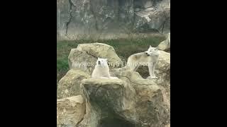 Волки во время тревоги в Харьковском зоопарке. Wolves during the alarm at the Kharkiv Zoo.