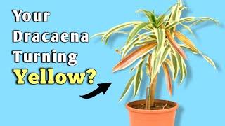 Here's Why Dracaena Plant Turning Yellow - Dracaena Plant Care