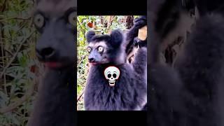 Animal sounds ️ #trollface #troll #animals #sound #edit #shorts #fyp #tranding #viralvideo