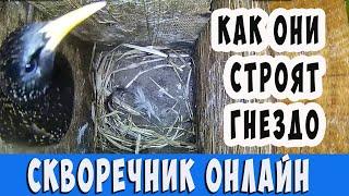 Как скворец делает круглое гнездо. часть 1