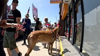 Cash 2.0 Great Dane at the No Kings Day protest in Woodland Hills (Los Angeles) (1 of 4)