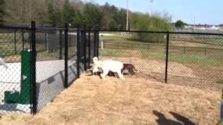 Heritage Park Dog Park
