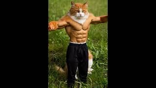 Strong cat #cute #strong #cat