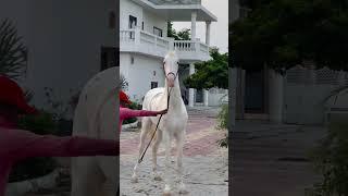 #horse #love #viralvideo