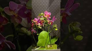 Лондон.Мультифлоры. Красивые цветы. Орхидеи.Джон Люис. London. Beautiful flowers. Orchids.John Lewis