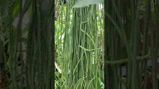 Keeled tassel fern.#justmeneena