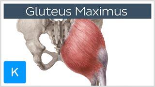 Gluteus Maximus Muscle - Function, Origin & Insertion - Human Anatomy | Kenhub