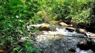 Relaxing Forest River Sounds For A Deep Sleep - Tranquil Nature Ambiance For Relaxation And Sleep