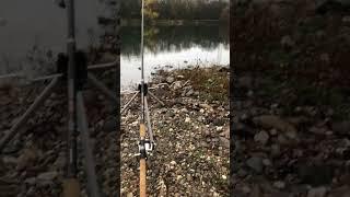 Angeln #fishing #рыбалка #angeln #karpfen #shorts #boilies #karpfenangeln #топ10 #feederfishing