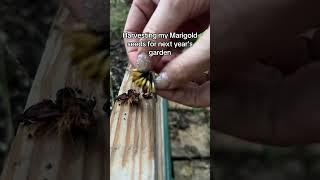 First Year Growing: Learning and Blooming #gardening #marigold