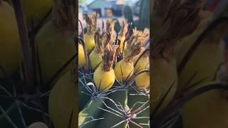 Compass Barrel Cactus Fruit  #cactus #ferocactus #succulents #sonorandesert #shorts #nature #plant