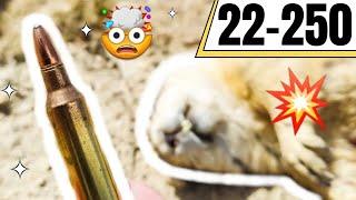 22-250 Explodes Prairie Dogs!!! 