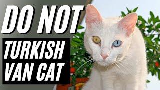 7 Reasons You Should NOT Get a Turkish Van Cat