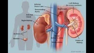 Management of Kidney Disorders 4 of 4