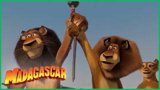 DreamWorks Madagascar em Português | Alex salva o dia | Madagascar  Escape 2 Africa Filme