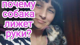 Почему собака лижет руки или лицо #полезныесоветы #чихуахуа #влогикаждыйдень #мояжизнь