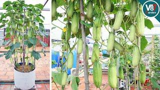 Easy Tips for Growing Cucumbers in Containers for a High-Yield Harvest