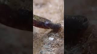 This FISH Looks Just Like A Worm!!  #shorts #fish