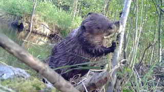 Beaver Logging at Nanaimo - May, 2024