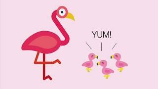 This Is How Flamingos Turn From White To Pink 